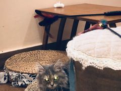 -楼上猫咖(罗湖店)