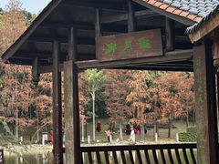 -金花茶公园