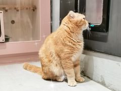 -猫儿山۰猫主题餐厅