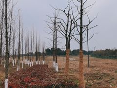 -苏州湾体育公园