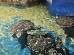 -邯郸海洋世界