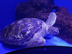 -乌鲁木齐海洋馆