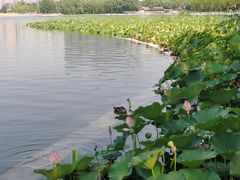-莲花池公园