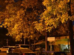 -三里屯东五街银杏大道