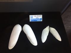 -贝壳梦幻世界