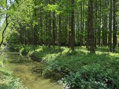 -黄海国家森林公园