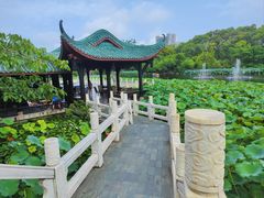 -桂湖森林公园