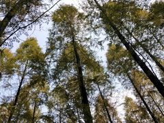 -崇明东平国家森林公园烧烤房车露营地