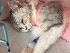 -瑞派福兴宠物医院犬猫全科·骨科·中西医结合(河东店)