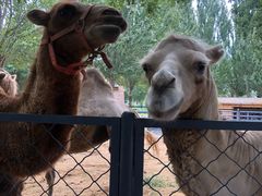 -长白岛森林公园