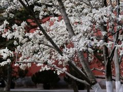 -北京市劳动人民文化宫(太庙)
