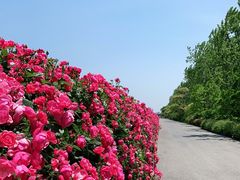 -上海滨江森林公园