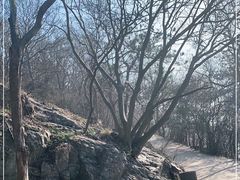 -紫金山山顶公园