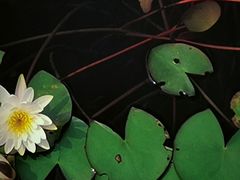 -嘉北郊野公园