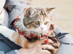 -艾吉宠物医院·疑难杂症转诊中心·猫友好(碧江路院)