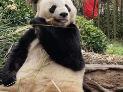 -都江堰中华大熊猫苑