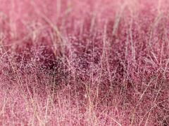 -羊亭河湿地公园