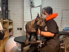 -Goku PET SHOP宠物视觉生活馆(双井店)
