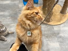 -楼上猫咖(罗湖店)