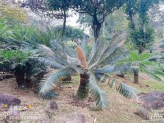 -深圳仙湖植物园