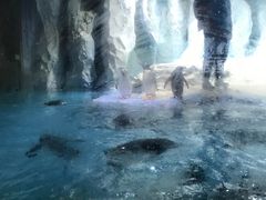 -帝企鹅自助餐厅•儿童岛•真企鹅(长隆企鹅酒店)