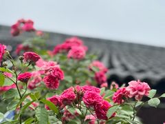 -石塘人家