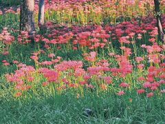 -杭州植物园