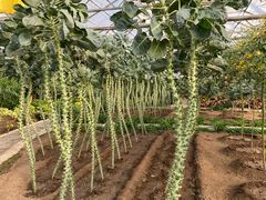 -兰陵国家农业公园