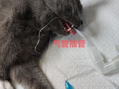-咕噜咕噜宠物医院·CT·肿瘤科·骨科(前海院)