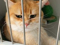 -唐小姐の私宠·宠物洗护美容·撸猫馆·购宠(周浦万达旗舰店)