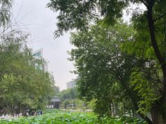 -莲湖公园