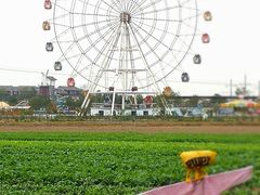 -金卉庄园