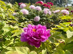-莲花池公园