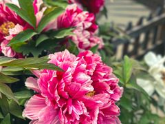-莲花池公园