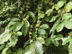 -侯臣咖啡文化村