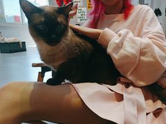 -Heymao猫咖.咖啡厅(东门店)