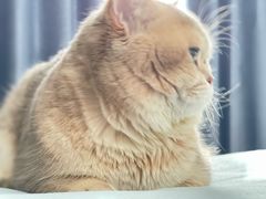 -美联众合宠物医院·爱萌分院·内外科·猫科中心