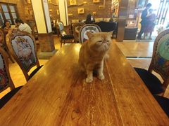 -more than meow吴止猫主题餐厅(承德 中船汇店)