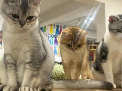 -有喵·猫咖·狗咖·30几只猫10只小狗(岗厦店)