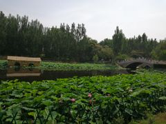 -白洋淀景区