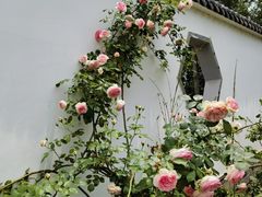 -都江堰玫瑰花溪谷