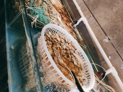 -四海蒸鲜蒸汽海鲜自助(北戴河店)