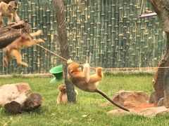 -大连森林动物园