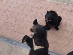 -西霞口神雕山野生动物世界