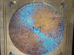 -上海昆虫博物馆