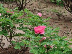 -石家庄市植物园