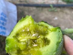 -南汇新场正宗水蜜桃采摘