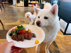 -百好乐宠物友好餐厅(朝外大街店)