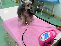 -北京观赏动物医院·24小时大型综合·猫专科·异宠专科