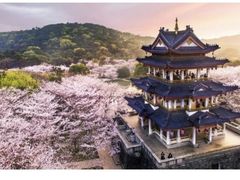 -武汉大学-樱园
